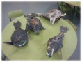 /album/pintamos-delfines/pintar-7-jpg/